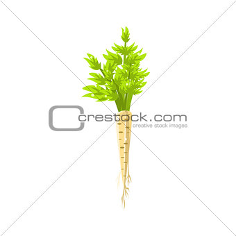 Fresh White Carrot Primitive Realistic Illustration