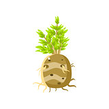Fresh Turnip Primitive Realistic Illustration