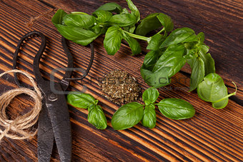 Basil, Aromatic culinary herbs.