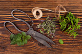 Mentha. Aromatic culinary herbs, mint.