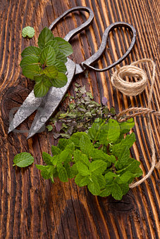 Aromatic culinary herbs, mint.