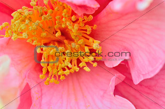 Pink petals surrounding pollen center of flower