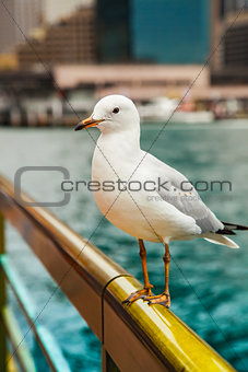 The seagull sits on a handrail