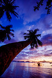 Sunset with palm and boat. Philippines