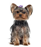 Yorkshire Terrier isolated on white