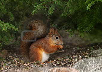 Red squirrel in natural forest environment