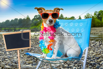 dog in hammock on summer 