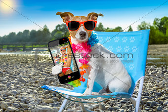 dog in hammock on summer 