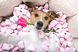 dog love   rose valentines selfie