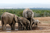 The Real African Bush Elephant family