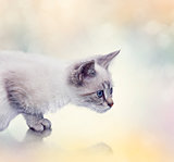 White Kitten portrait