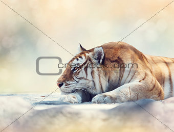 Tiger resting on a rock
