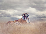 Bengal Tiger Roaring 