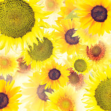 Sunflowers  background