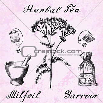 Yarrow Achillea millefolium botanical illustration