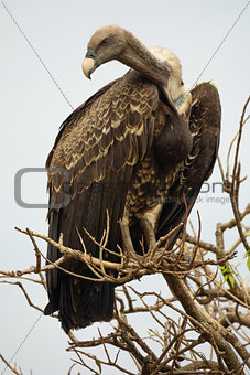 Vulture standing tall on a tree