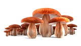 Ceps mushrooms isolated on white 3d illustration