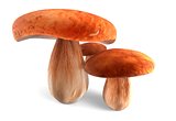 Three ceps mushrooms isolated on white 3d illustration