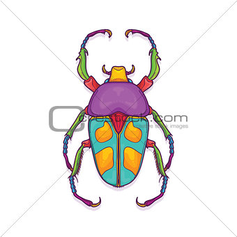 Colorful Beetle Bug Insect, Jumnos ruckeri