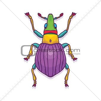 Colorful Beetle Bug Insect