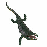 Archegosaurus Amphibian on White