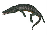 Archegosaurus Amphibian Tail