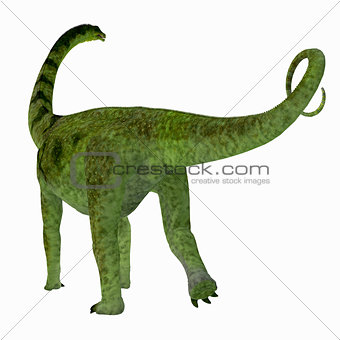 Puertasaurus Dinosaur Tail