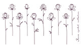Roses. Collection of isolated rose flower sketch