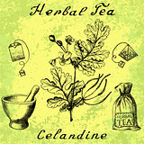 Greater celandine botanical illustration