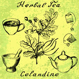 Greater celandine hand drawn sketch botanical illustration