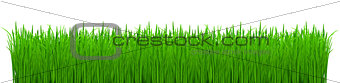 Shoots of green grass