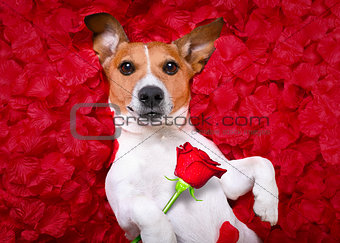 dog love rose valentines 
