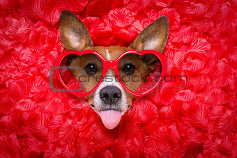 dog love rose valentines selfie