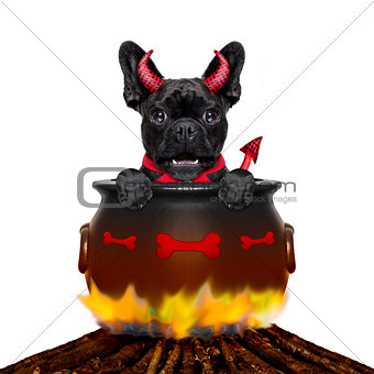 halloween dog and bonfire