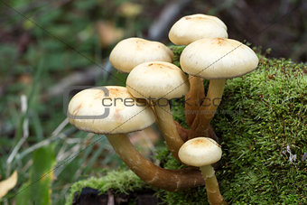 Mushrooms in Moss