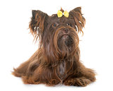 chocolate yorkshire terrier