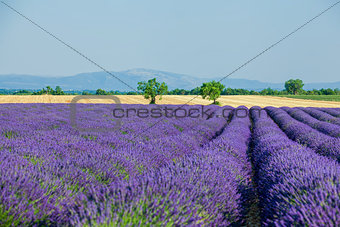 Lavanda fields. Provence