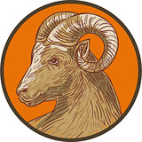 Ram Goat Head Circle Drawing