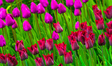  tulips. field of tulips. tulips flowers