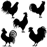 rooster silhouettes on the white background