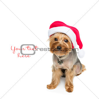 Yorkshire terrier dog in christmas cap