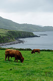 Irish coast landscape