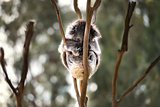 Australian koala bear sleep