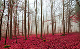 Magic forest in red and white