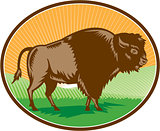 American Bison Oval Woodcut