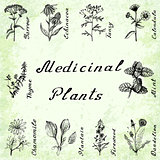 Vector set of 10 plants - yarrow, echinacea, tansy, calendula, thyme, mint, chamomile, plantain, fireweeed, dandelion