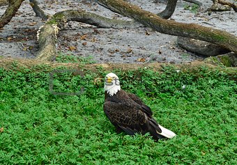 Beautiful American bald eagle