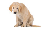 Miserable Golden Retriever puppy sitting front view isolated on 