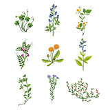 Wild Flowers Hand Drawn Collection Of Detailed Illustrations
