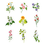 Wild Flowers Hand Drawn Set Of Detailed Illustrations